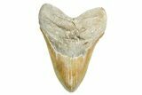 Huge, Serrated, Fossil Megalodon Tooth - North Carolina #365974-1